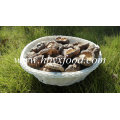 Buen precio secado shiitake / seta suave shiitake seco